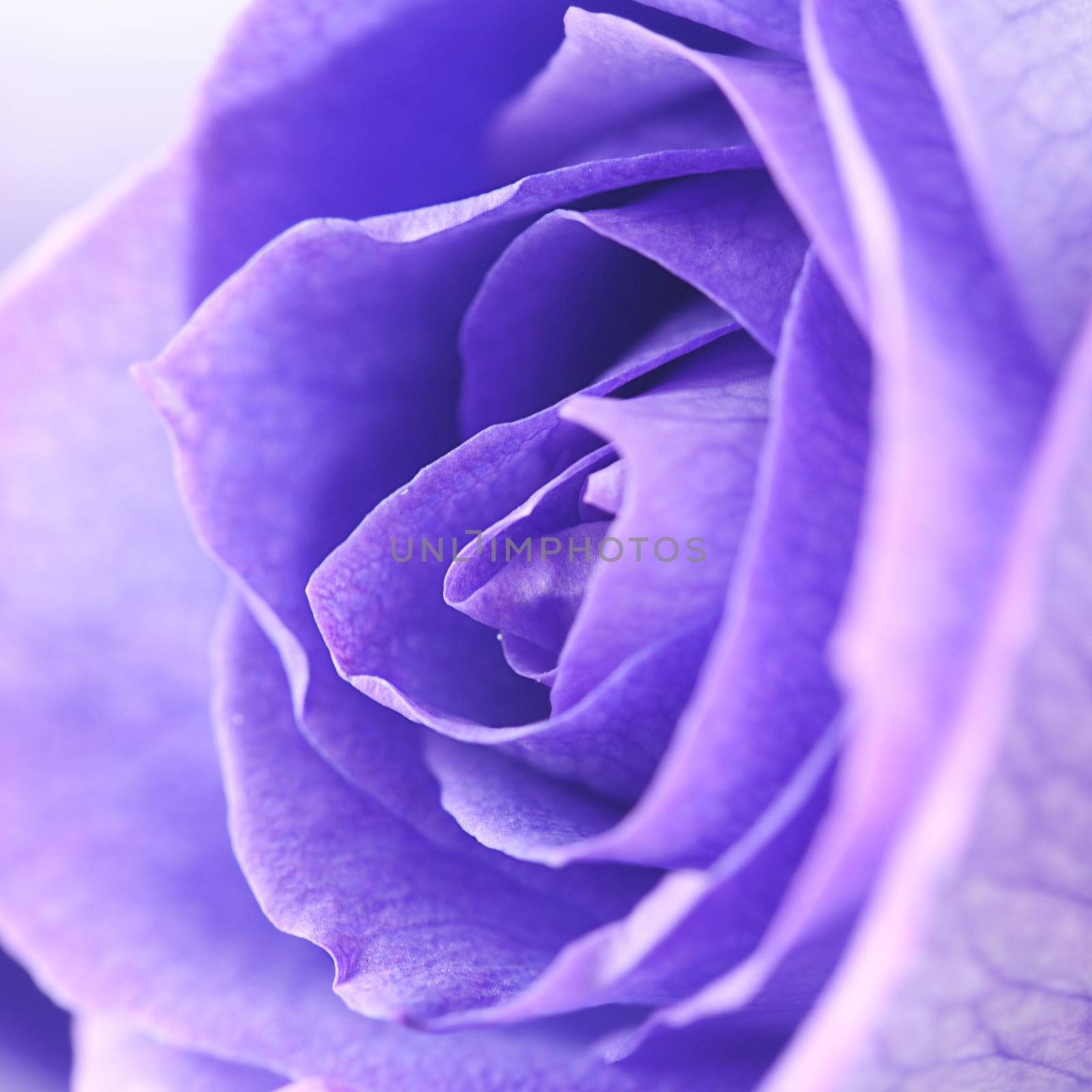 macro background of beautiful violet roses  by jannyjus