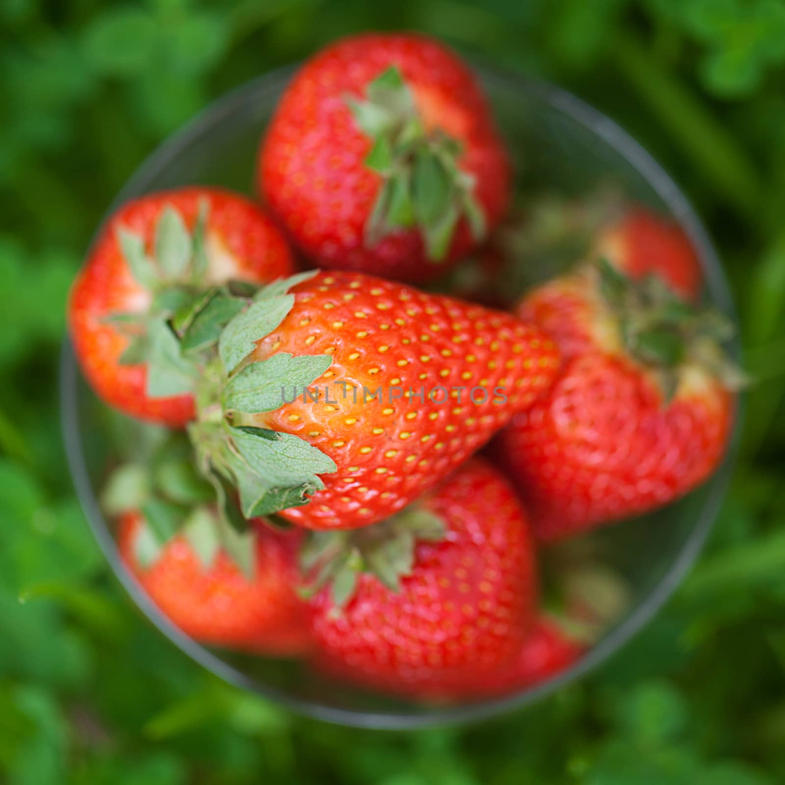 strawberries lying on green grass