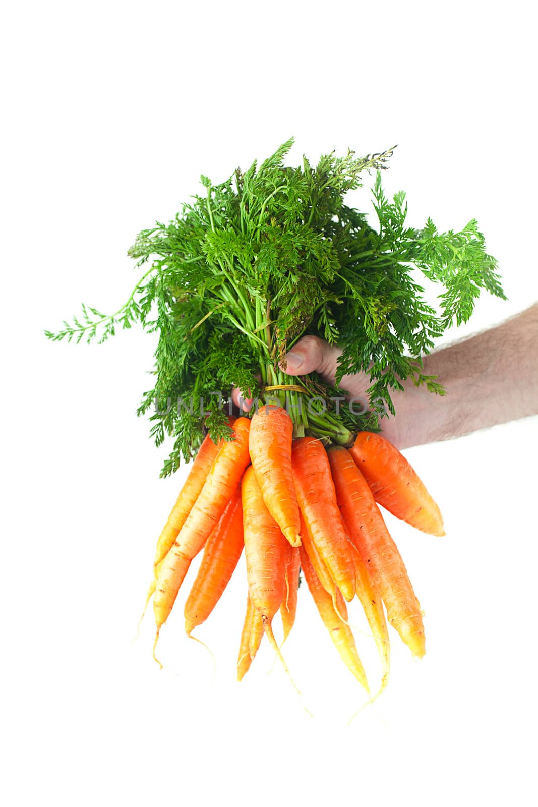 bunch of carrots with green leaves in a man hand isolated on whi by jannyjus