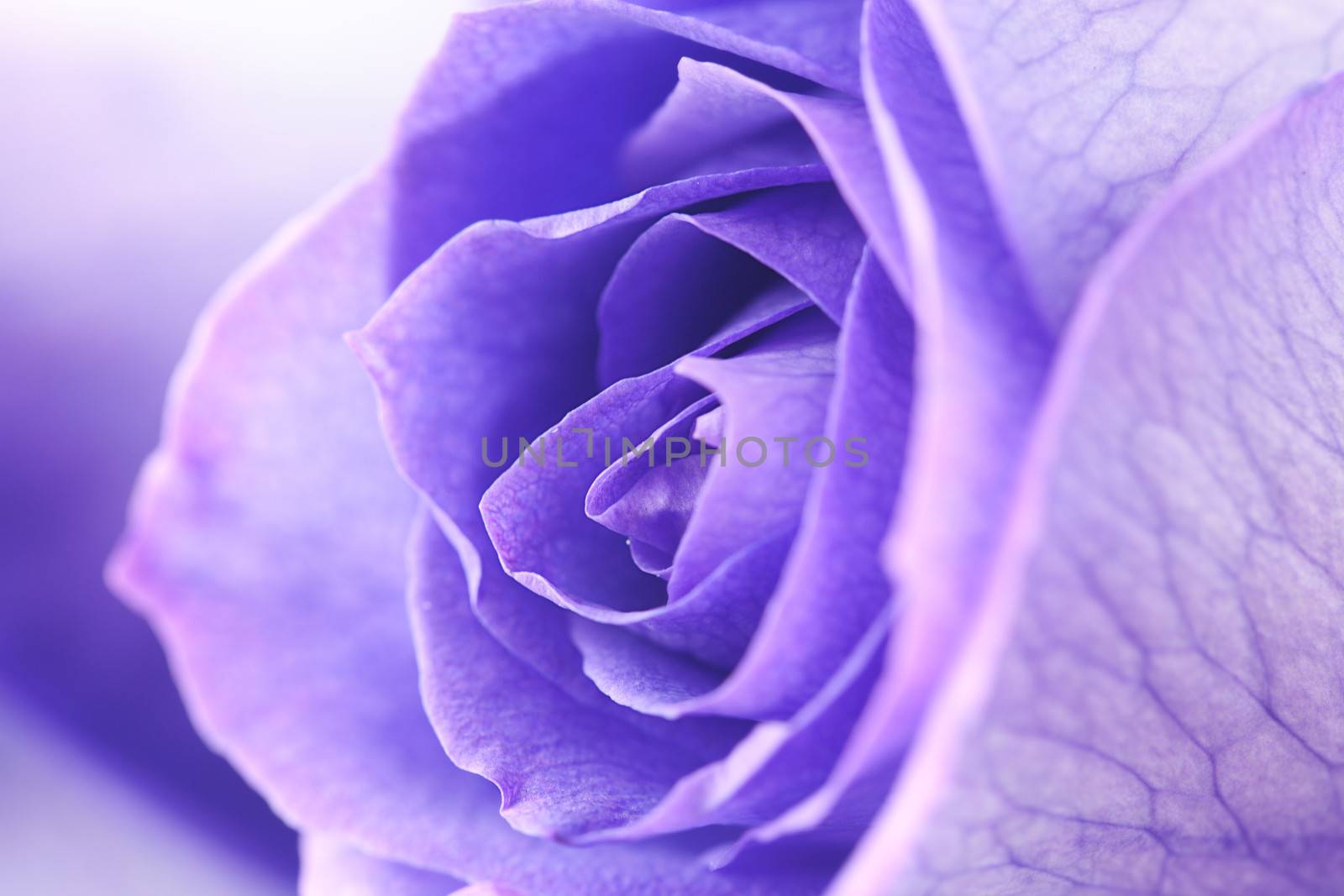 macro background of beautiful violet roses 