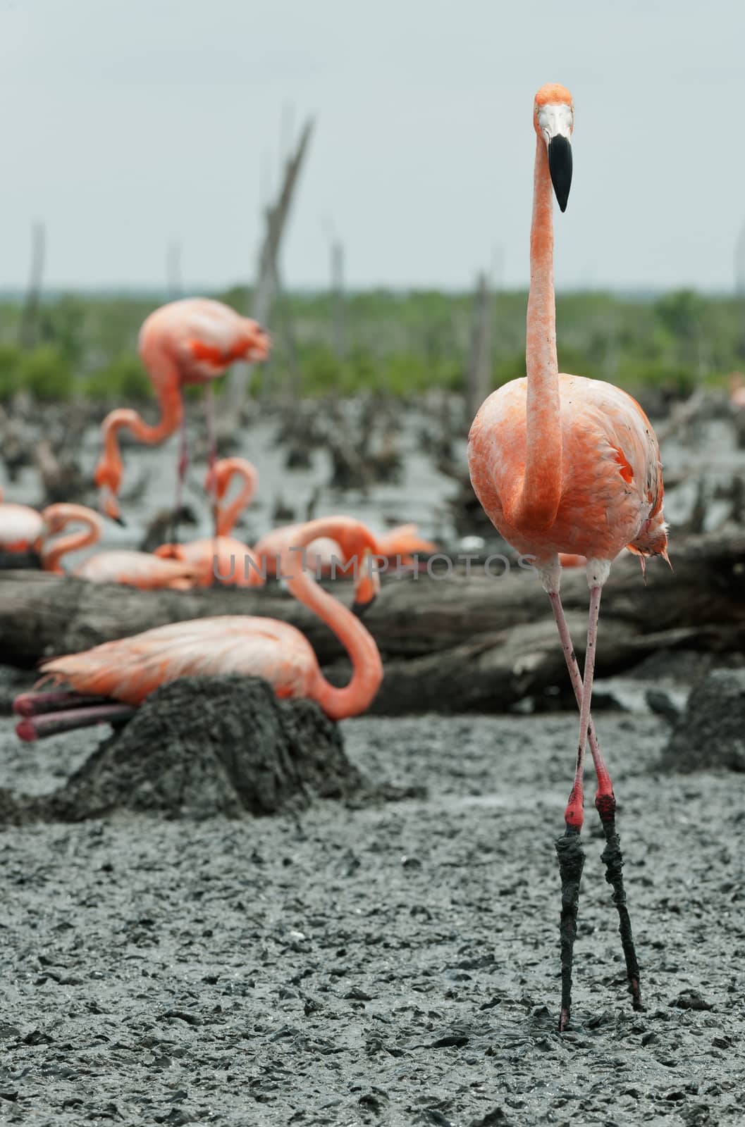 Flamingo (Phoenicopterus ruber) colony. by SURZ