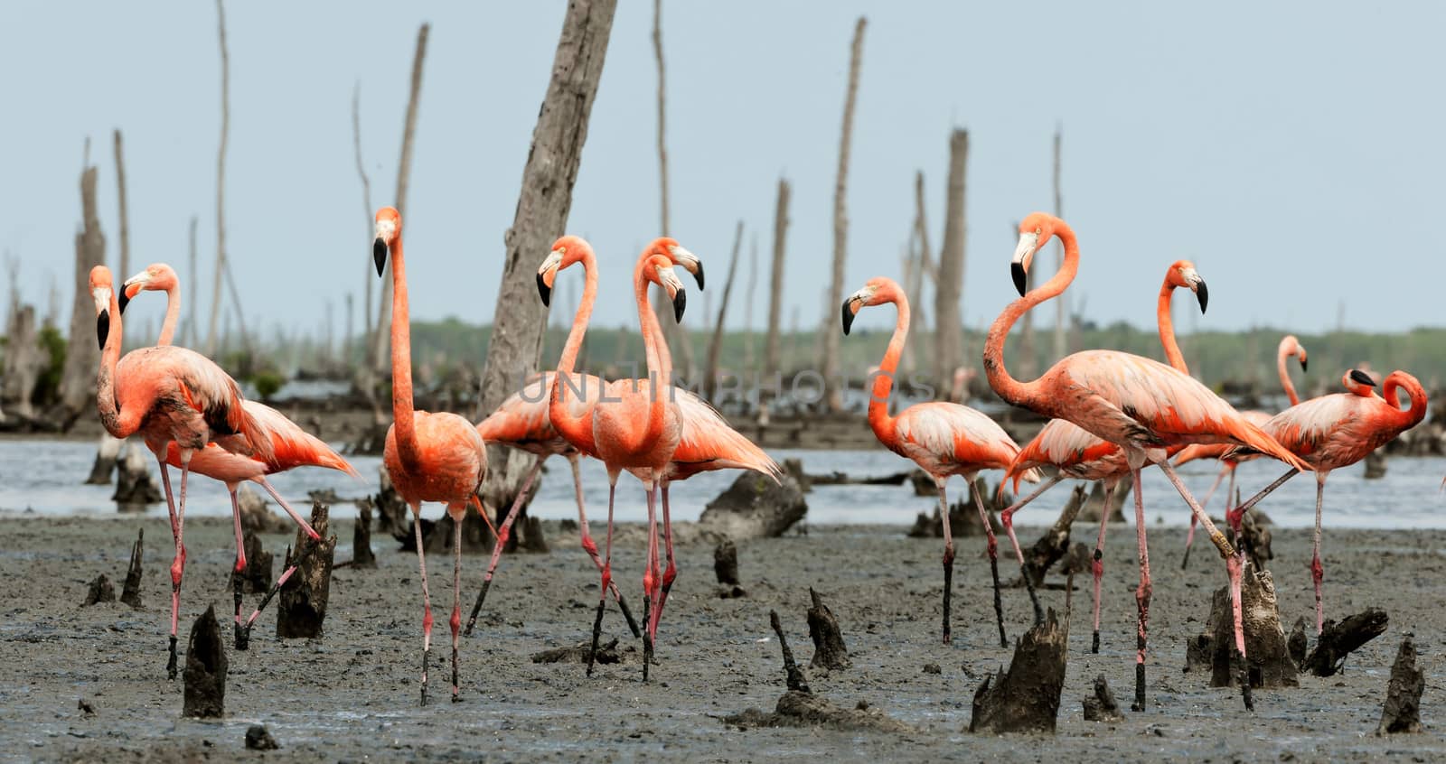 Colony of Great Flamingo the on nests. Rio Maximo, Camaguey, Cuba. 