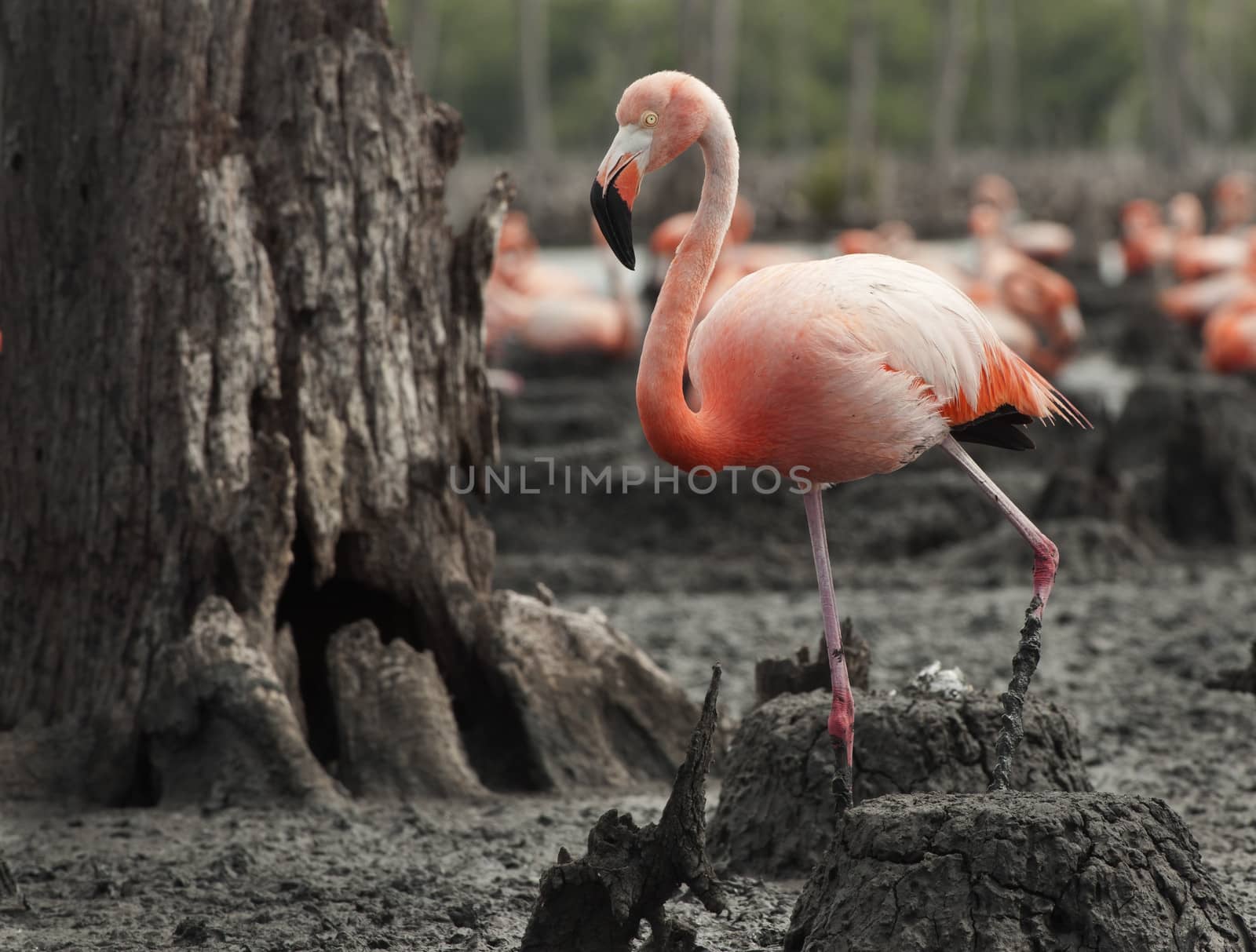 Portrait of Great Flamingo  (Phoenicopterus ruber) . Rio Maximo, Camaguey, Cuba. 