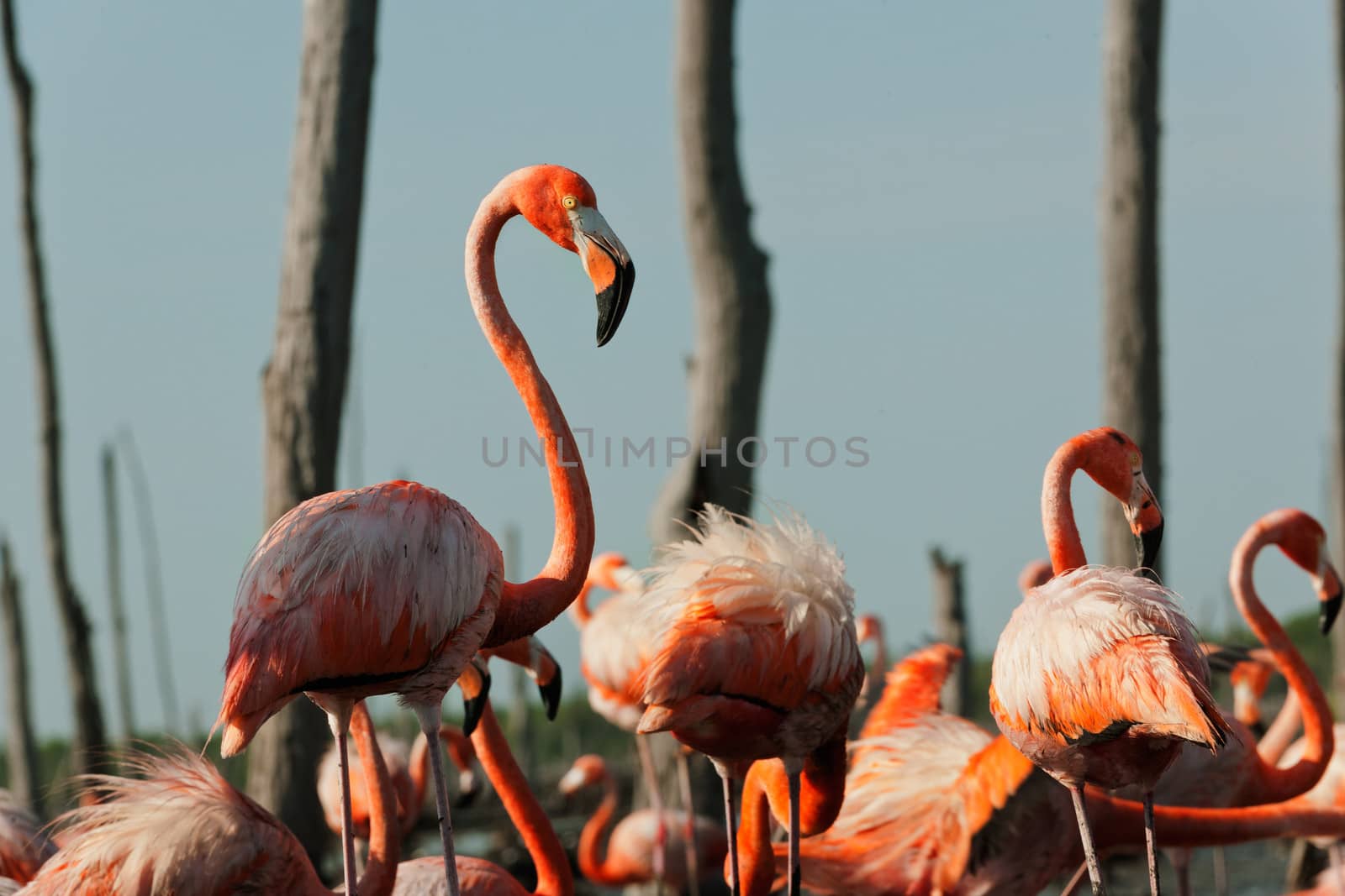 Colony of Great Flamingo the on nests. Rio Maximo, Camaguey, Cuba. 