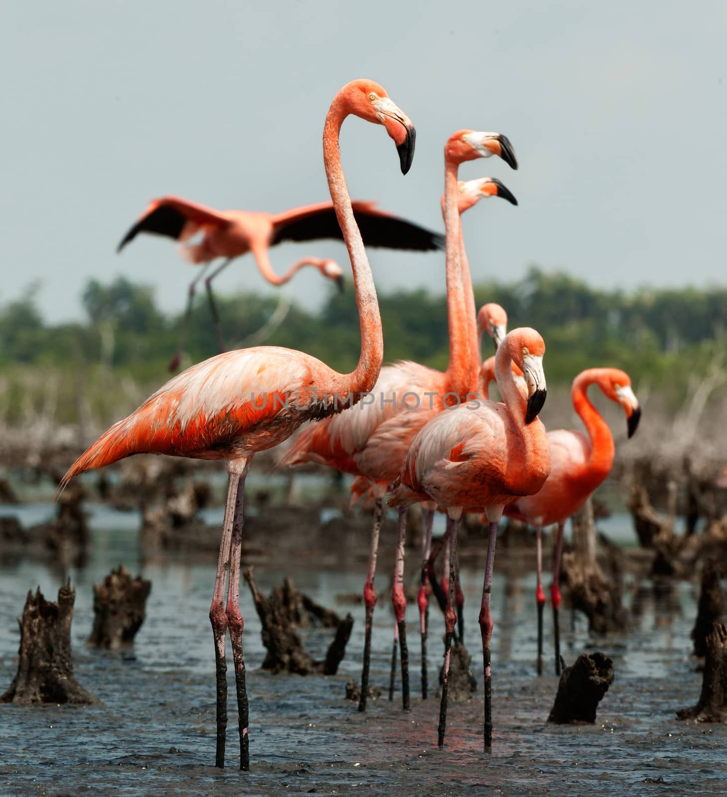 Flamingo (Phoenicopterus ruber) colony. by SURZ