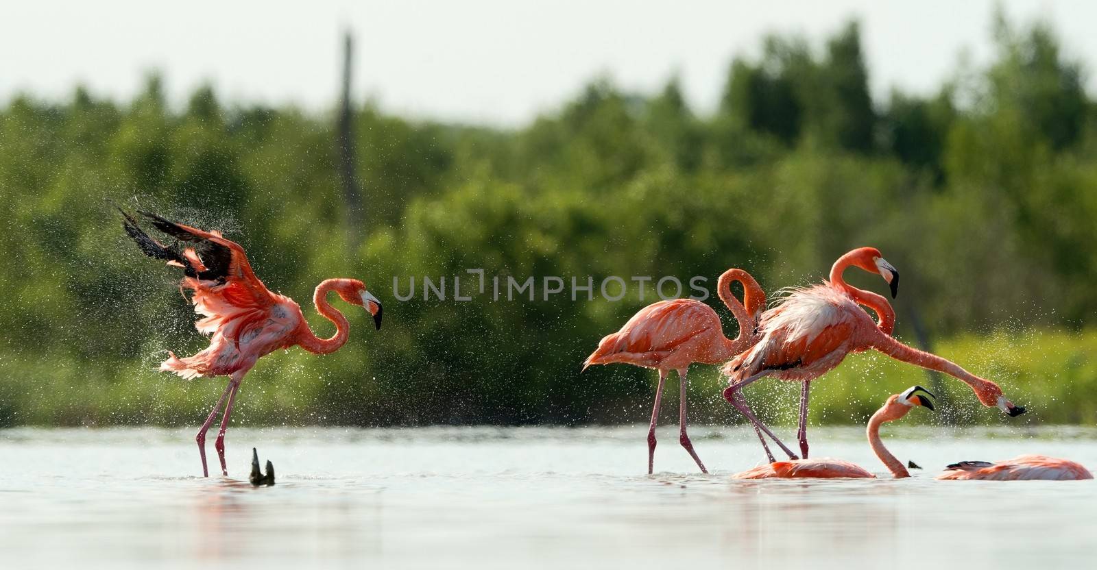 American Flamingo ( Phoenicopterus ruber ) run on the water with splashes.