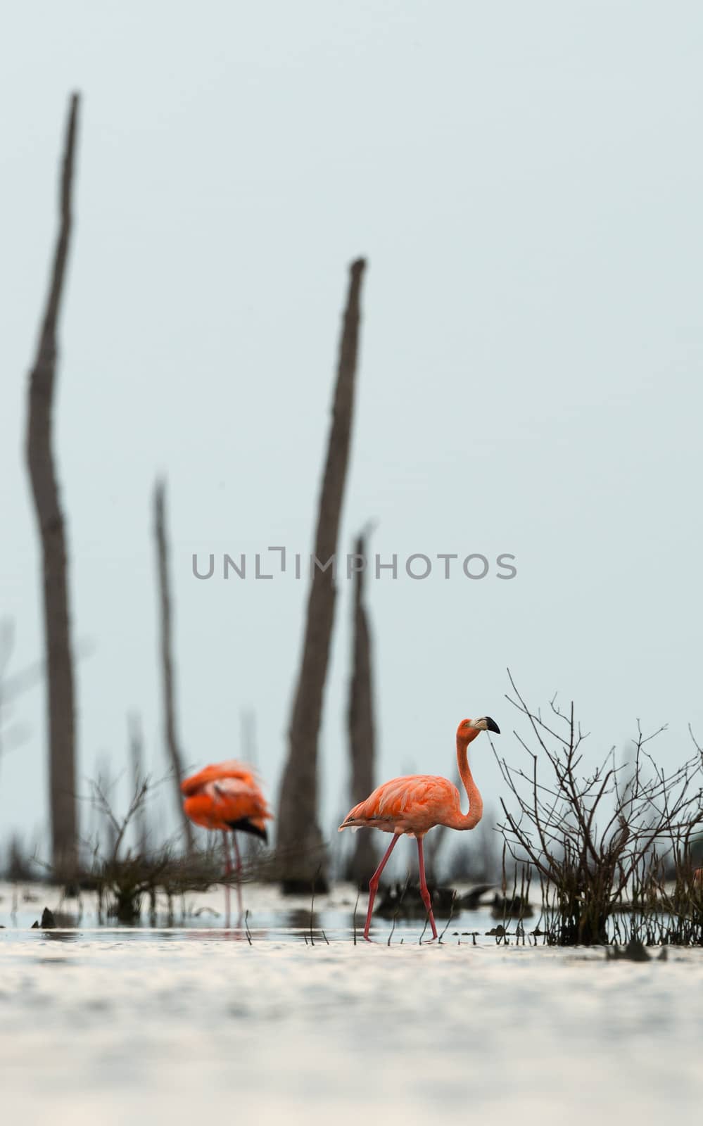 The pink Caribbean flamingo ( Phoenicopterus ruber ruber ) goes on water. In blue twilight the pink flamingo goes on a swamp.