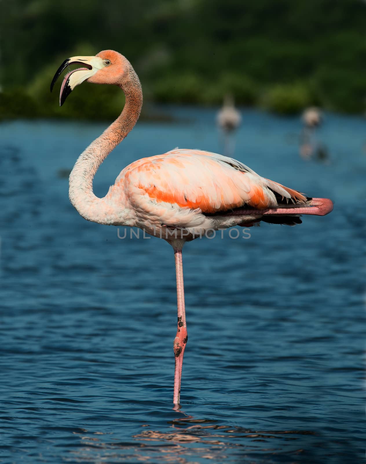 Portrait of Great Flamingo  (Phoenicopterus ruber) . Rio Maximo, Camaguey, Cuba. 