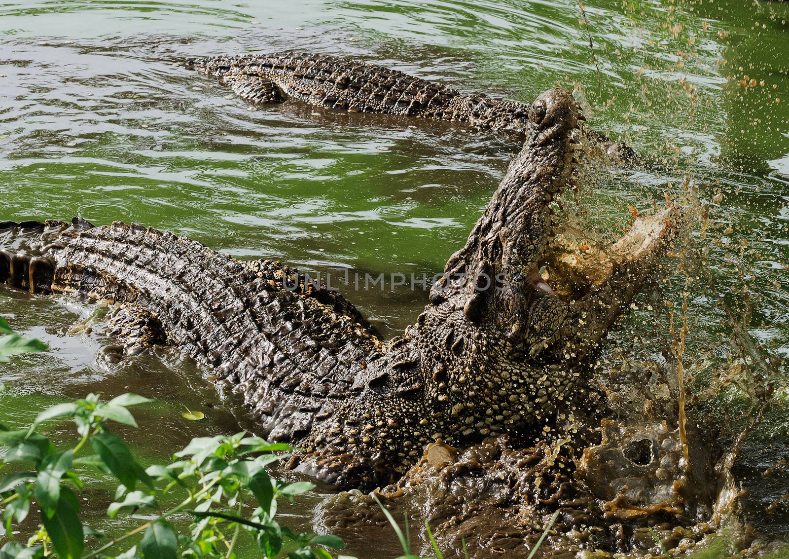 Mouth and teeth of the Cuban crocodile by SURZ