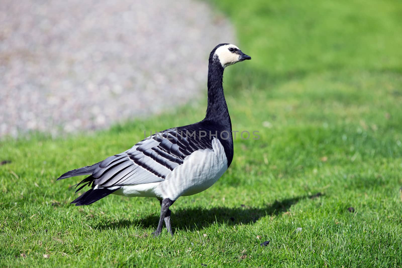 Barnacle Goose by thomas_males