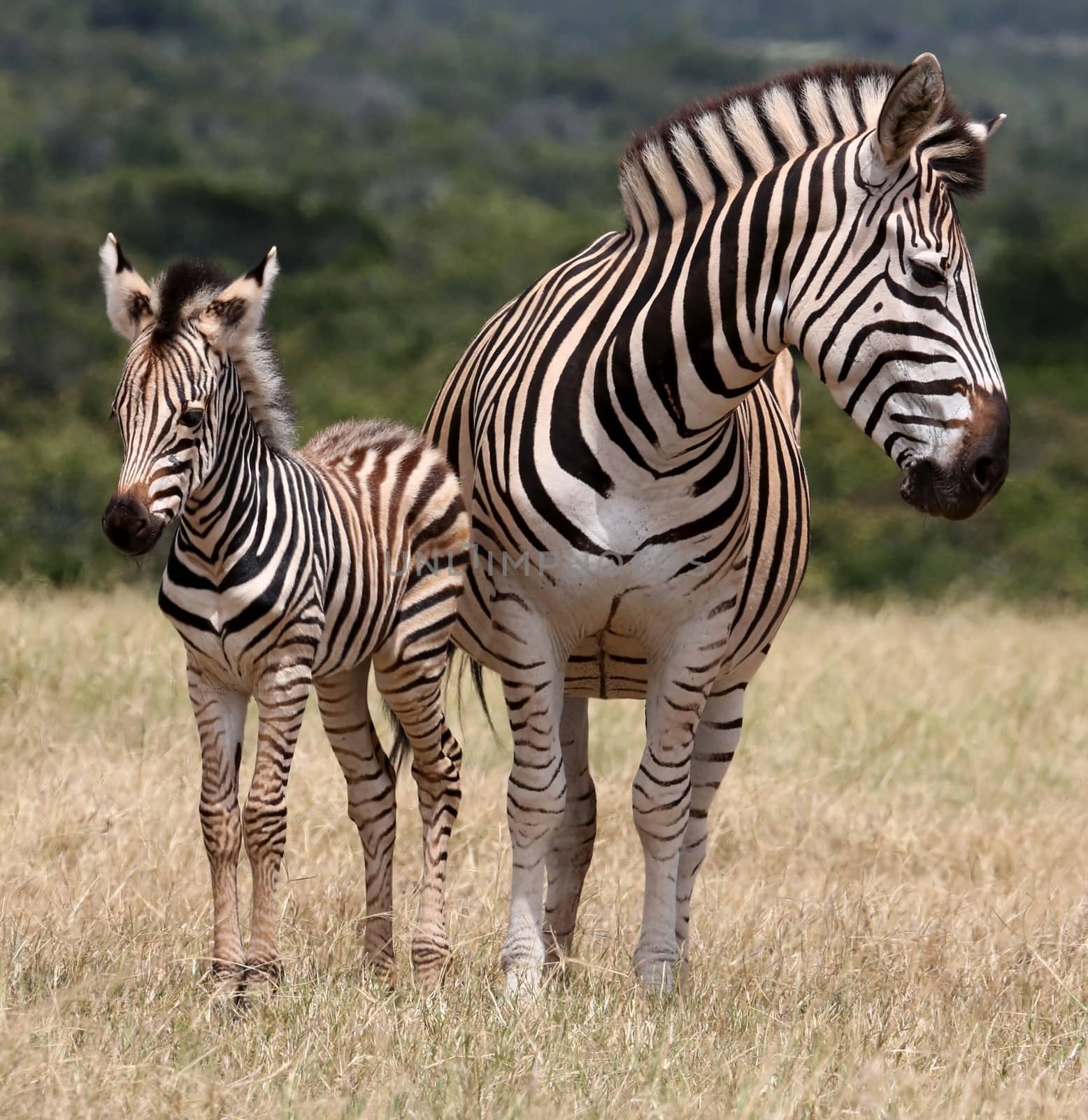 Cute baby plains zebra standing next to it's protective mother