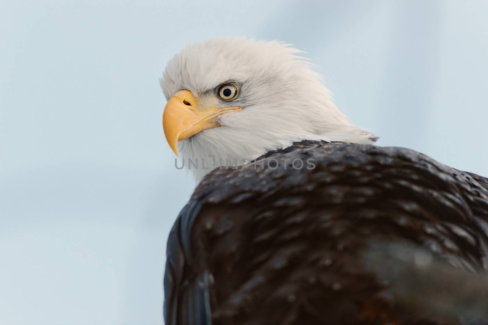 Winter Close up Portrait of a Bald eagle (Haliaeetus leucocephalus washingtoniensis ).