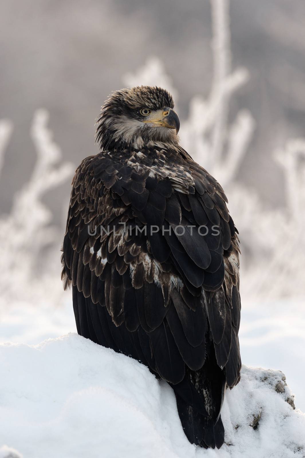 Close up Portrait of a young Bald Eagle by SURZ
