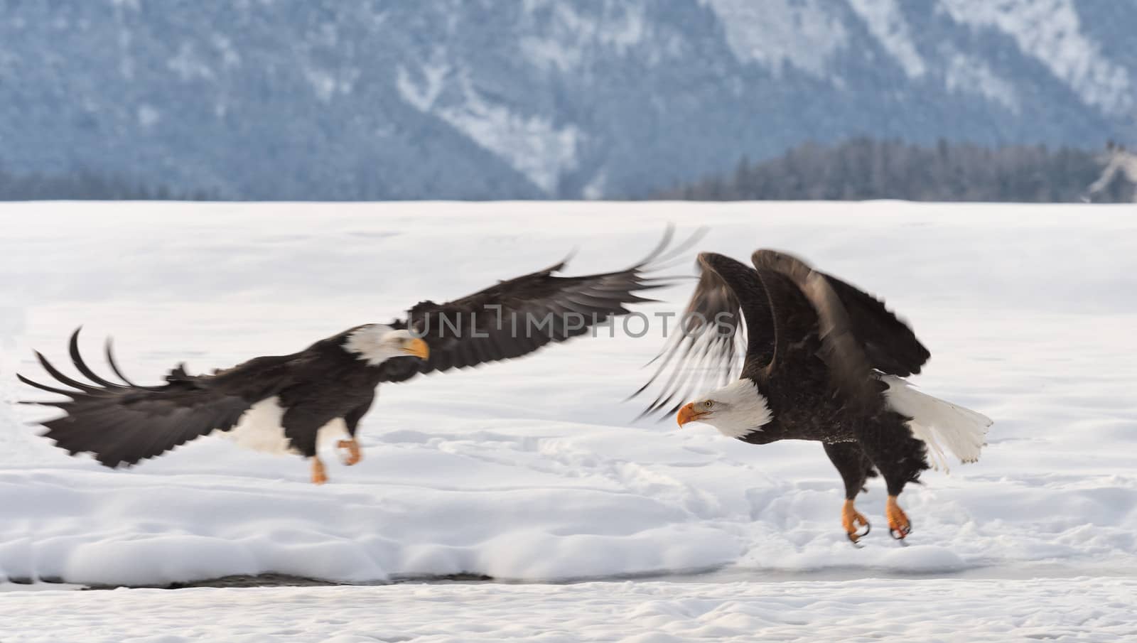 Two Bald Egles (HALIAEETUS LEUCOCEPHALUS)  fly up from snow.