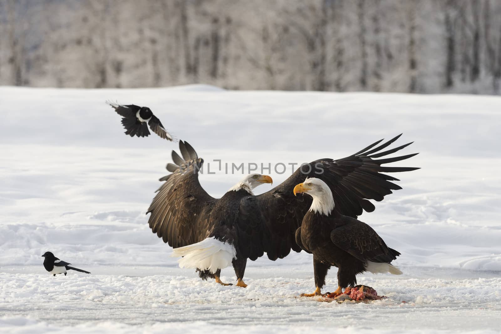 Two Bald Egles (HALIAEETUS LEUCOCEPHALUS) eat a salmon on snow