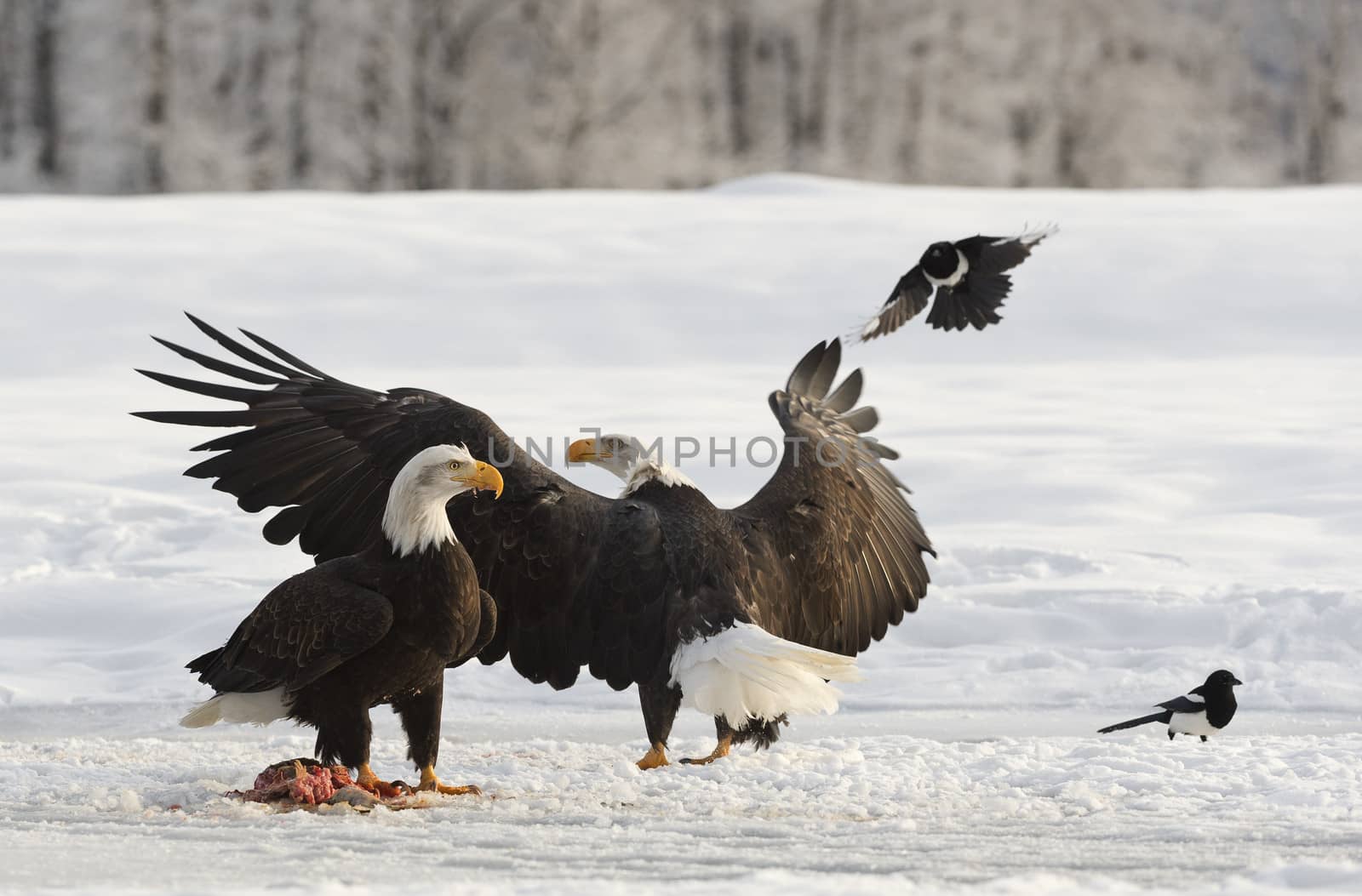 Two Bald Egles (HALIAEETUS LEUCOCEPHALUS) eat a salmon on snow