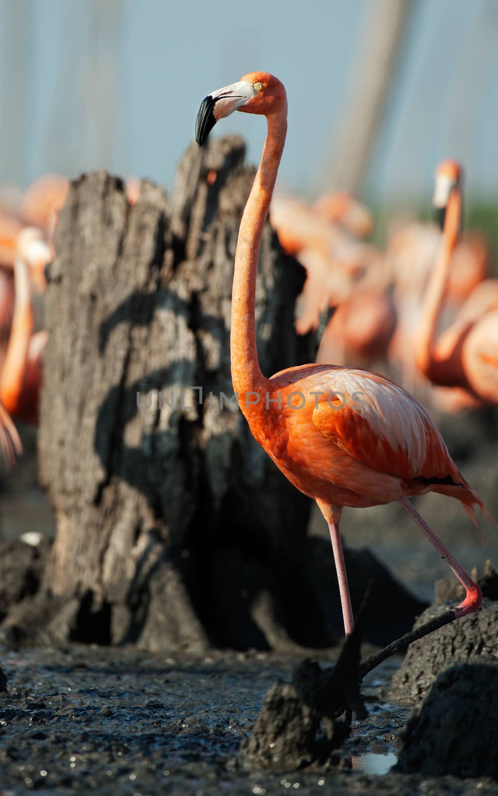 Portrait of Great Flamingo  (Phoenicopterus ruber) . Rio Maximo, Camaguey, Cuba. 