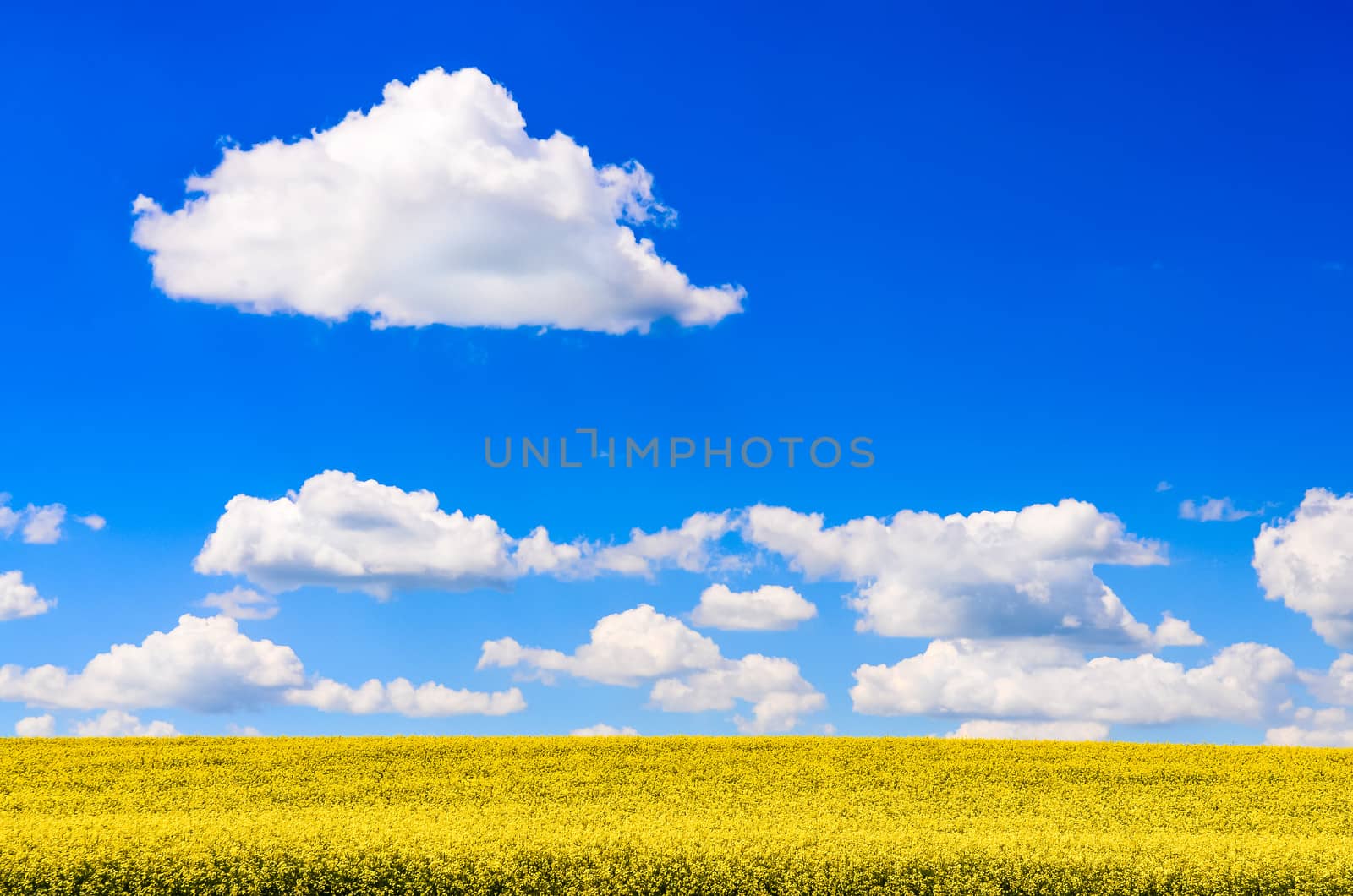 Field of yellow flowers with blue sky and white clouds during sunny day