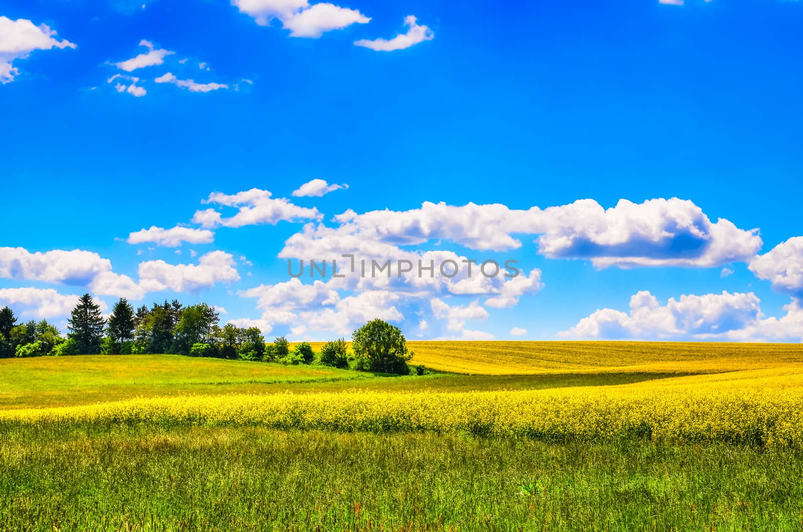 Field of yellow flowers with and green meadow during sunny day