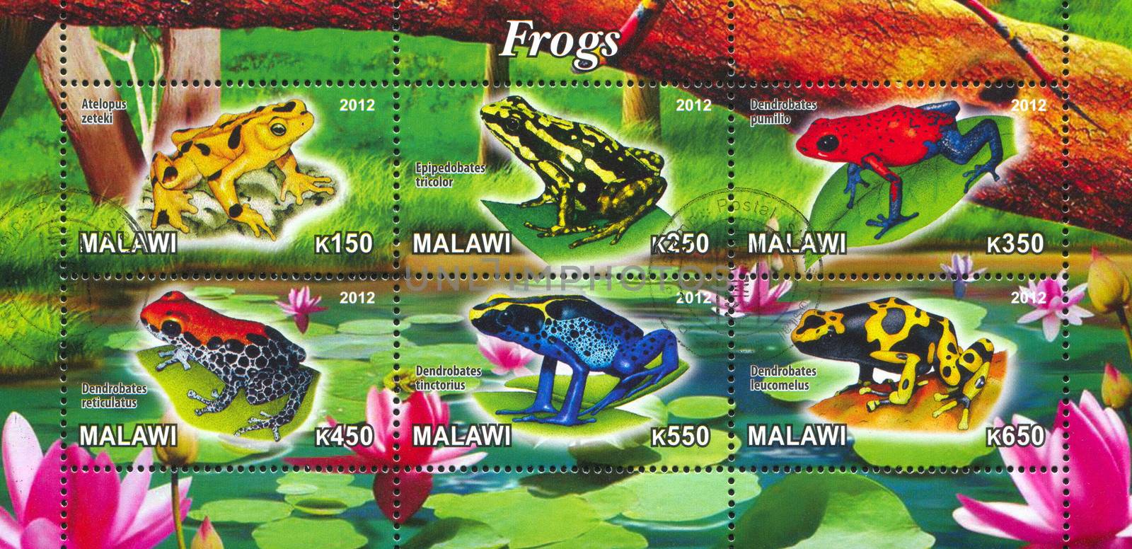 MALAWI - CIRCA 2012: stamp printed by Malawi, shows Frog, circa 2012