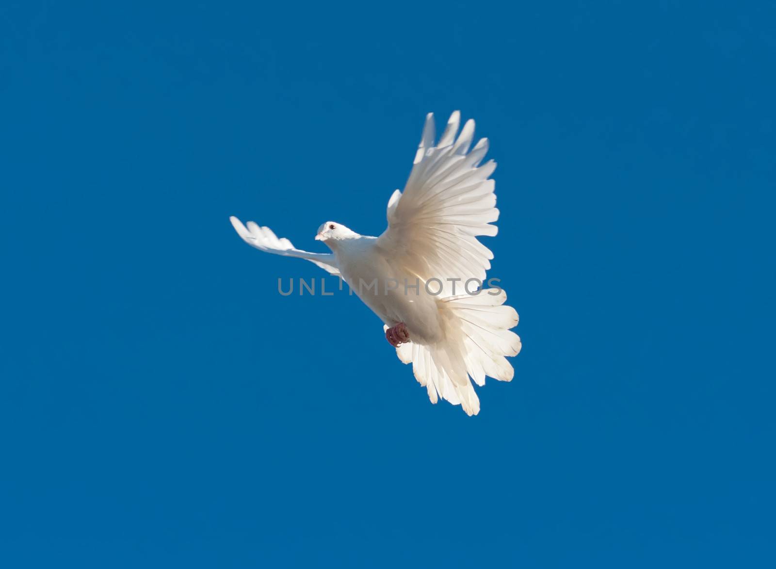 Nice close-up photo of white flying pigeon