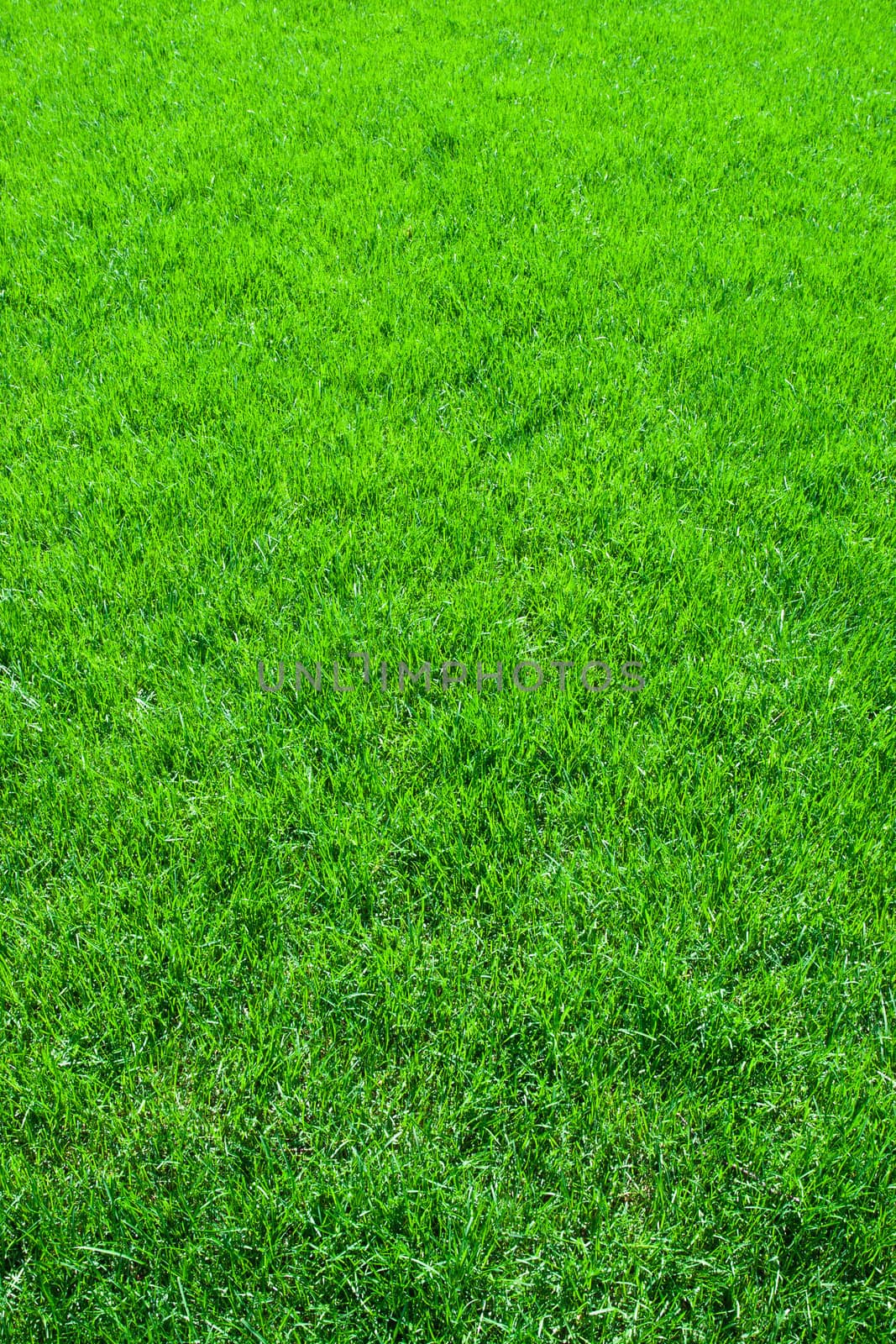 Green lush grass background under bright sunlight