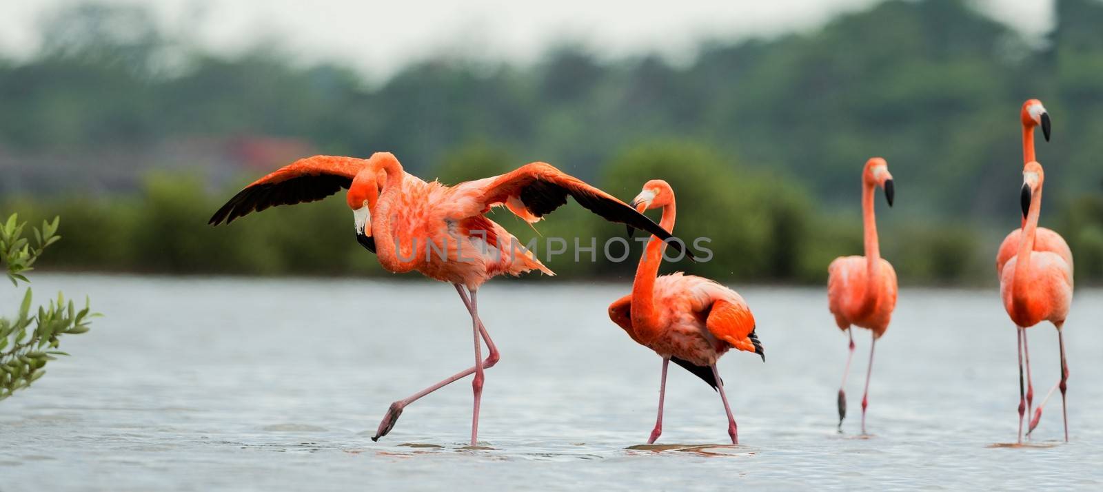 American Flamingos ( Phoenicopterus ruber ) walk on the water.