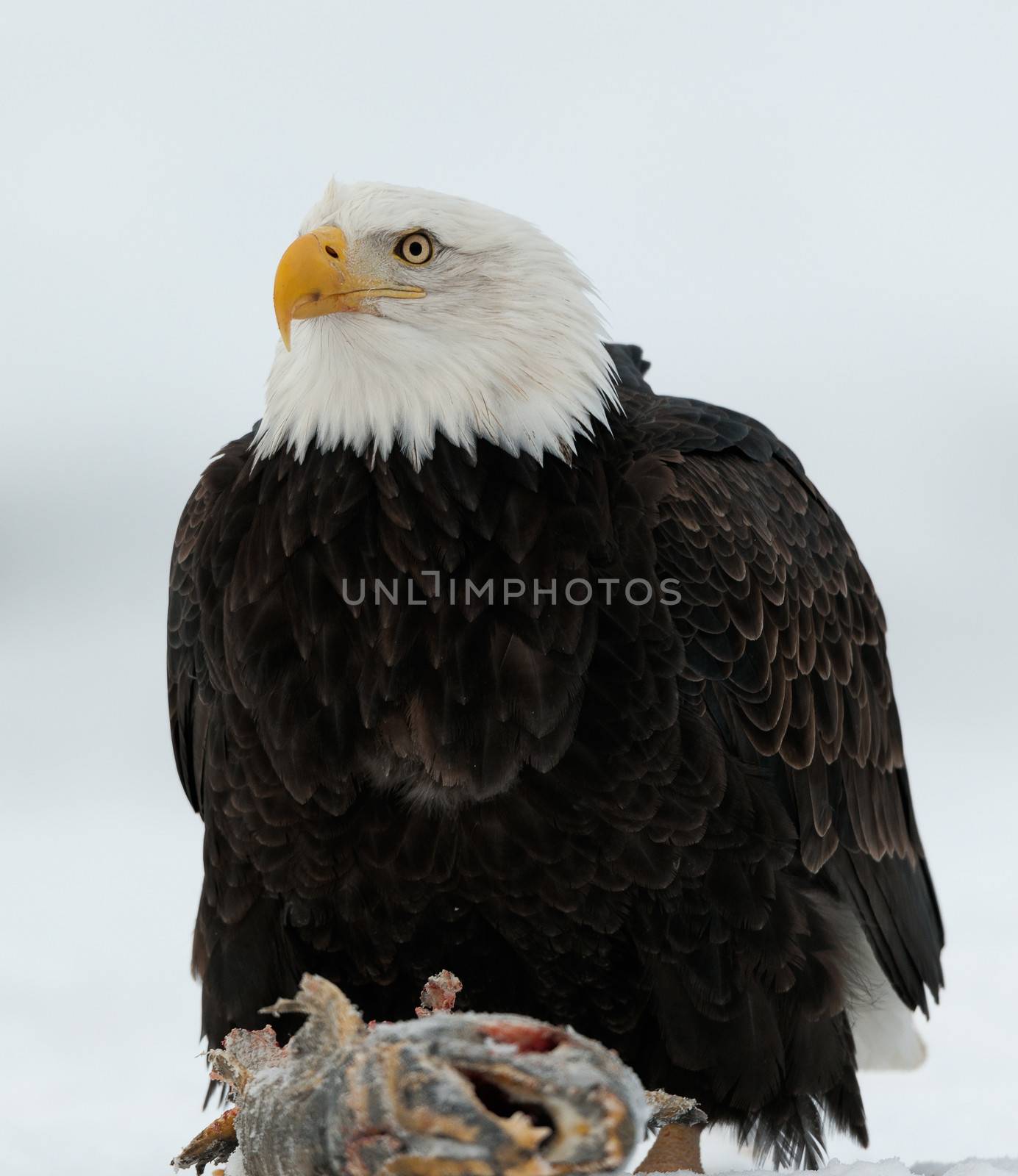 Close up Portrait of a Bald Eagle by SURZ