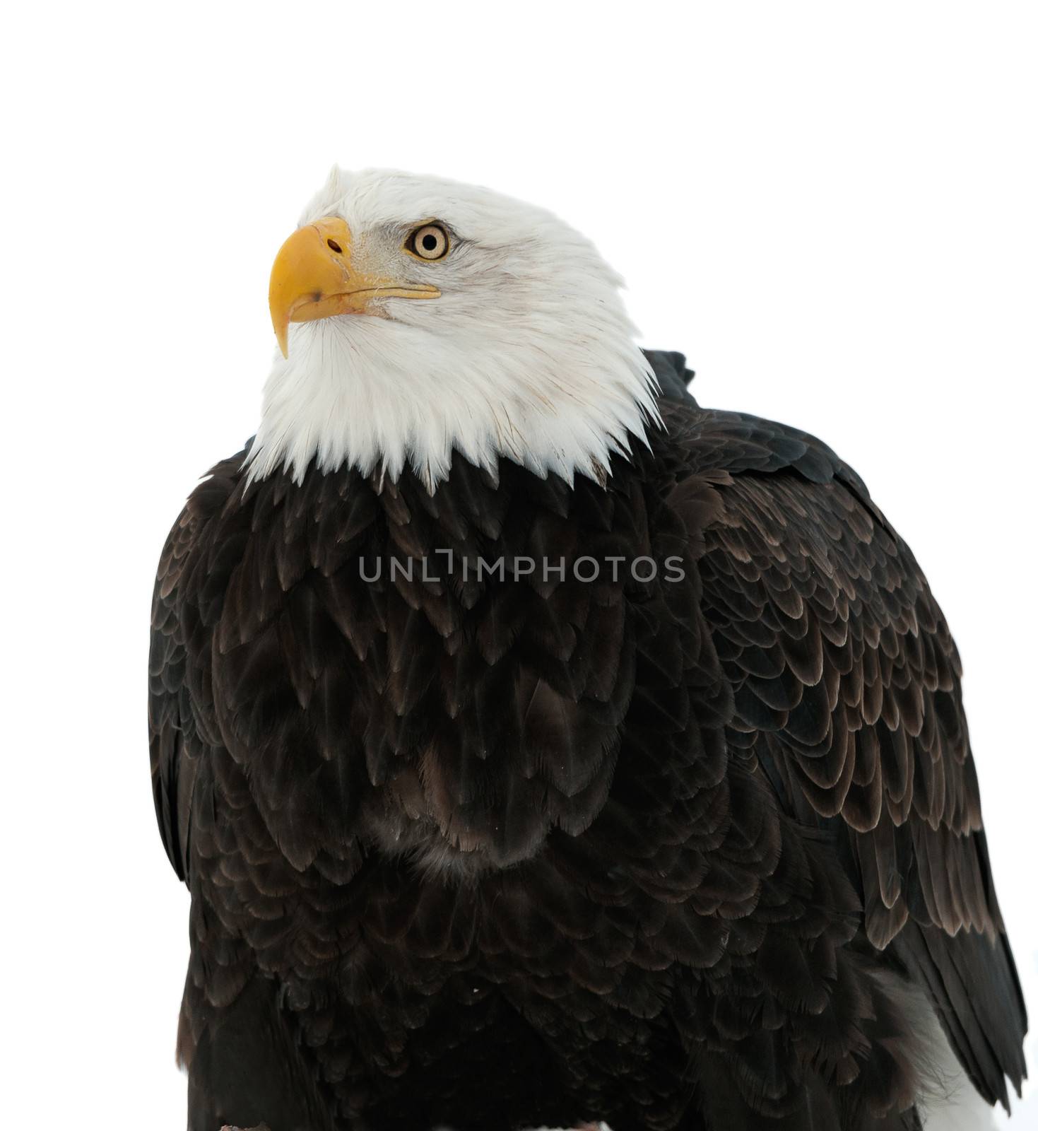 Winter Close up Portrait of a Bald eagle (Haliaeetus leucocephalus washingtoniensis ). Isolated on white background