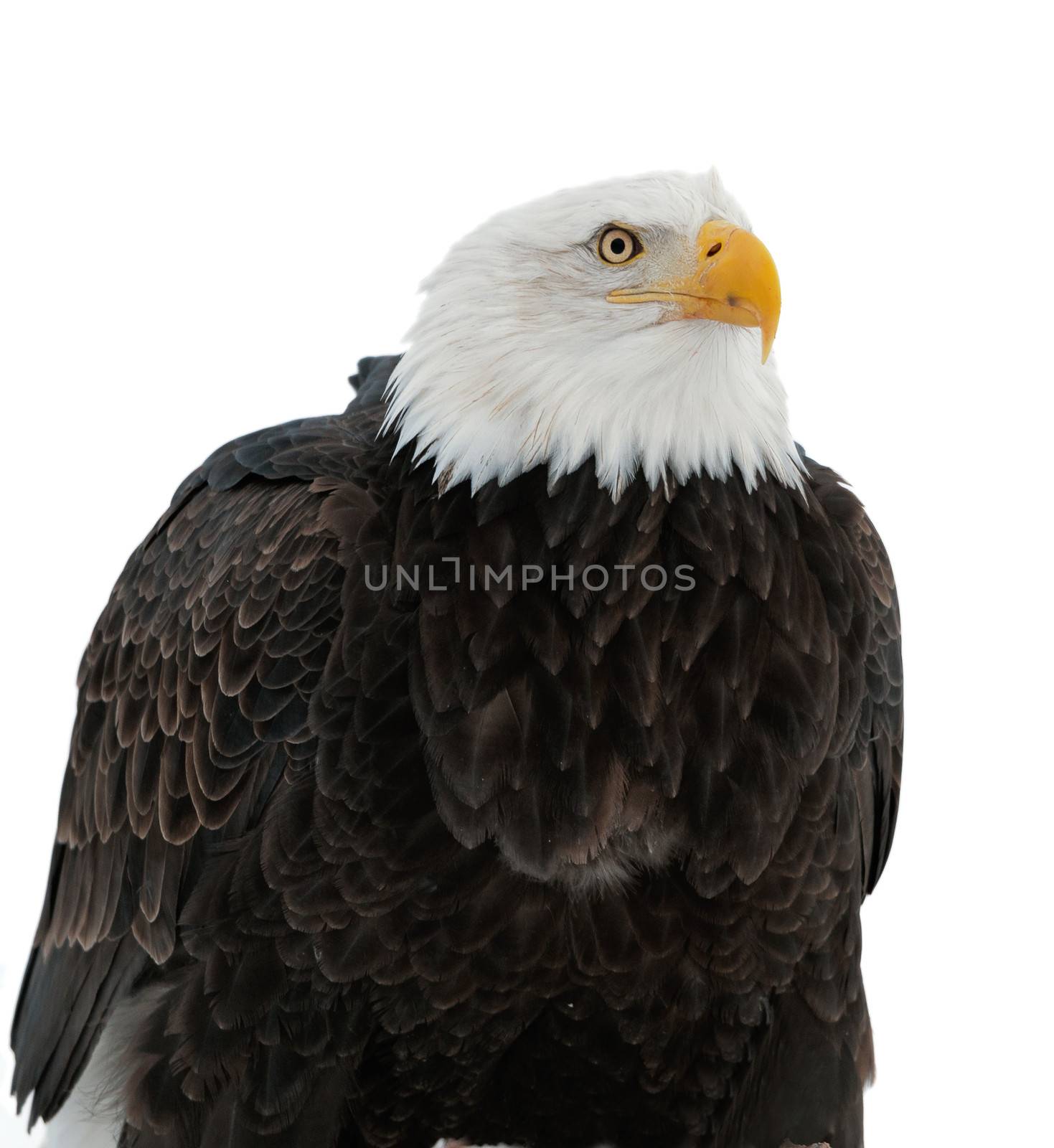 Winter Close up Portrait of a Bald eagle (Haliaeetus leucocephalus washingtoniensis ). Isolated on white background