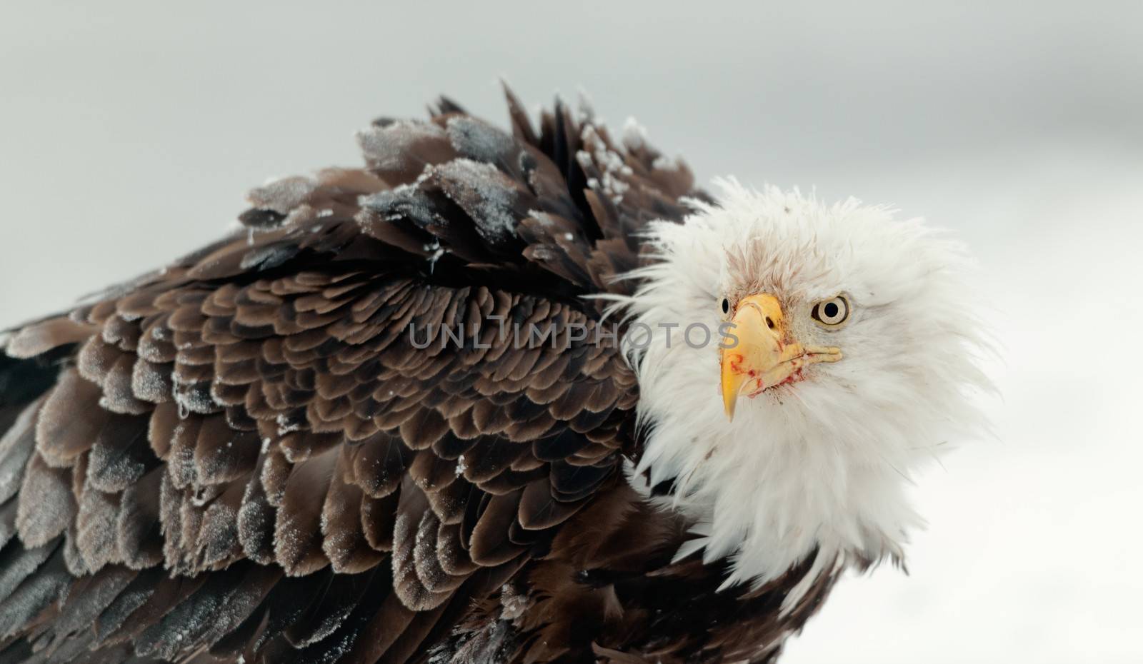 Winter Close up Portrait of a Bald eagle (Haliaeetus leucocephalus washingtoniensis ).