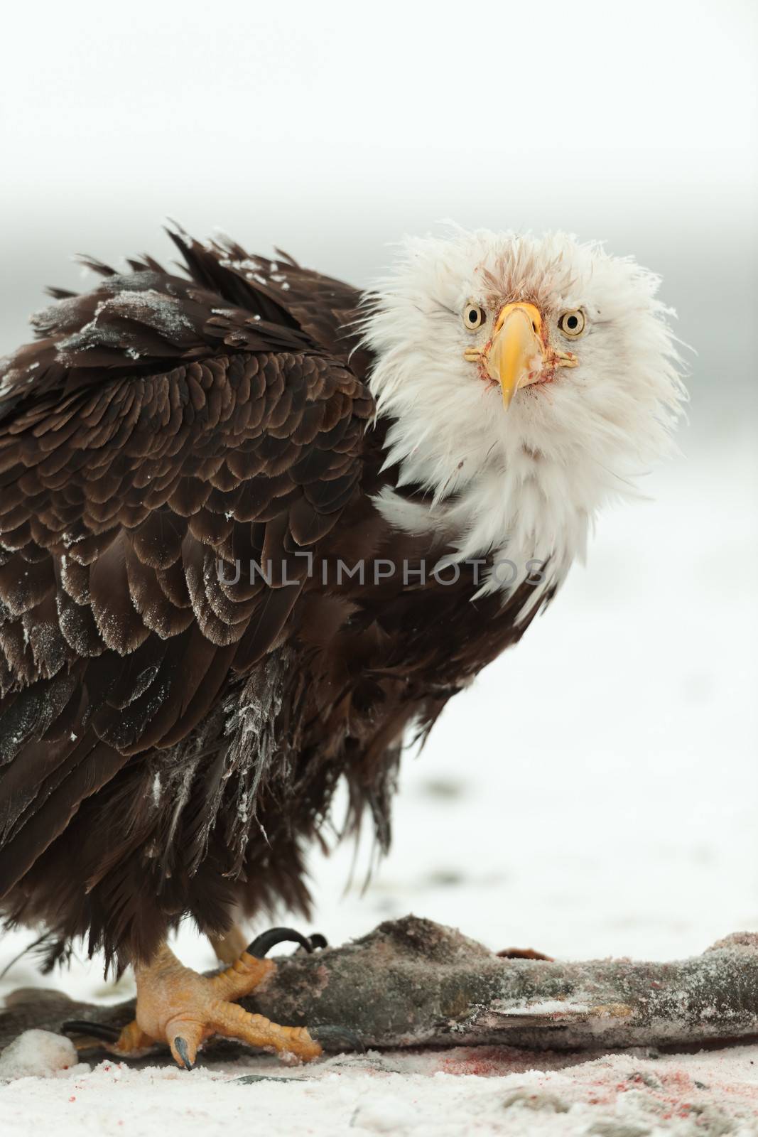 Winter Close up Portrait of a Bald eagle (Haliaeetus leucocephalus washingtoniensis ).