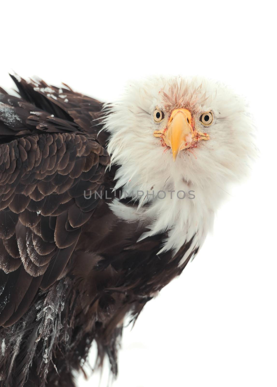 Winter Close up Portrait of a Bald eagle (Haliaeetus leucocephalus washingtoniensis ). Isolated on white background