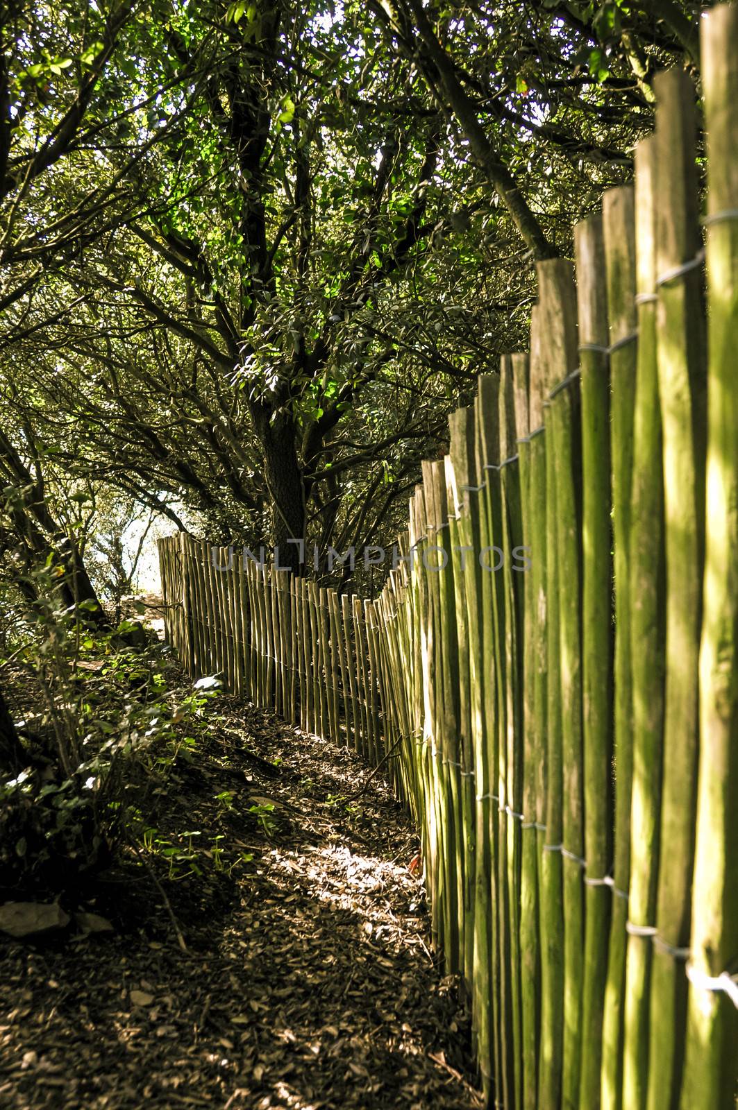 Wooden fence in a forest