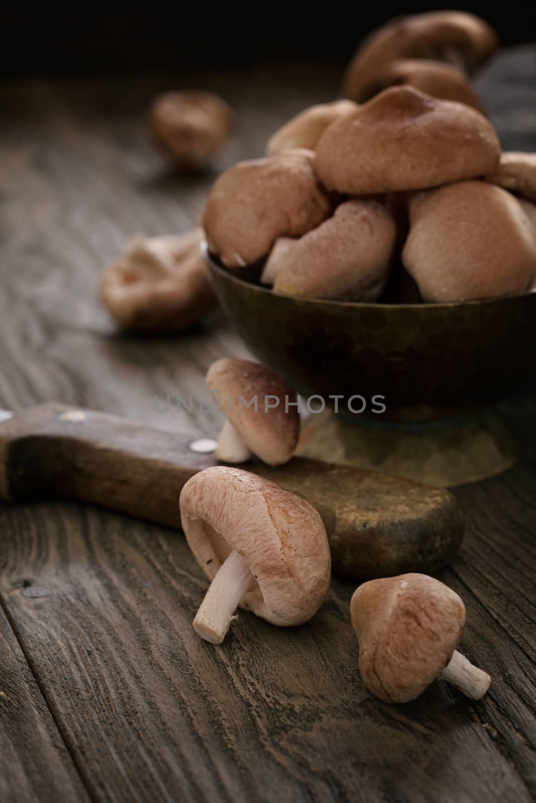 Shiitake mushrooms by mythja