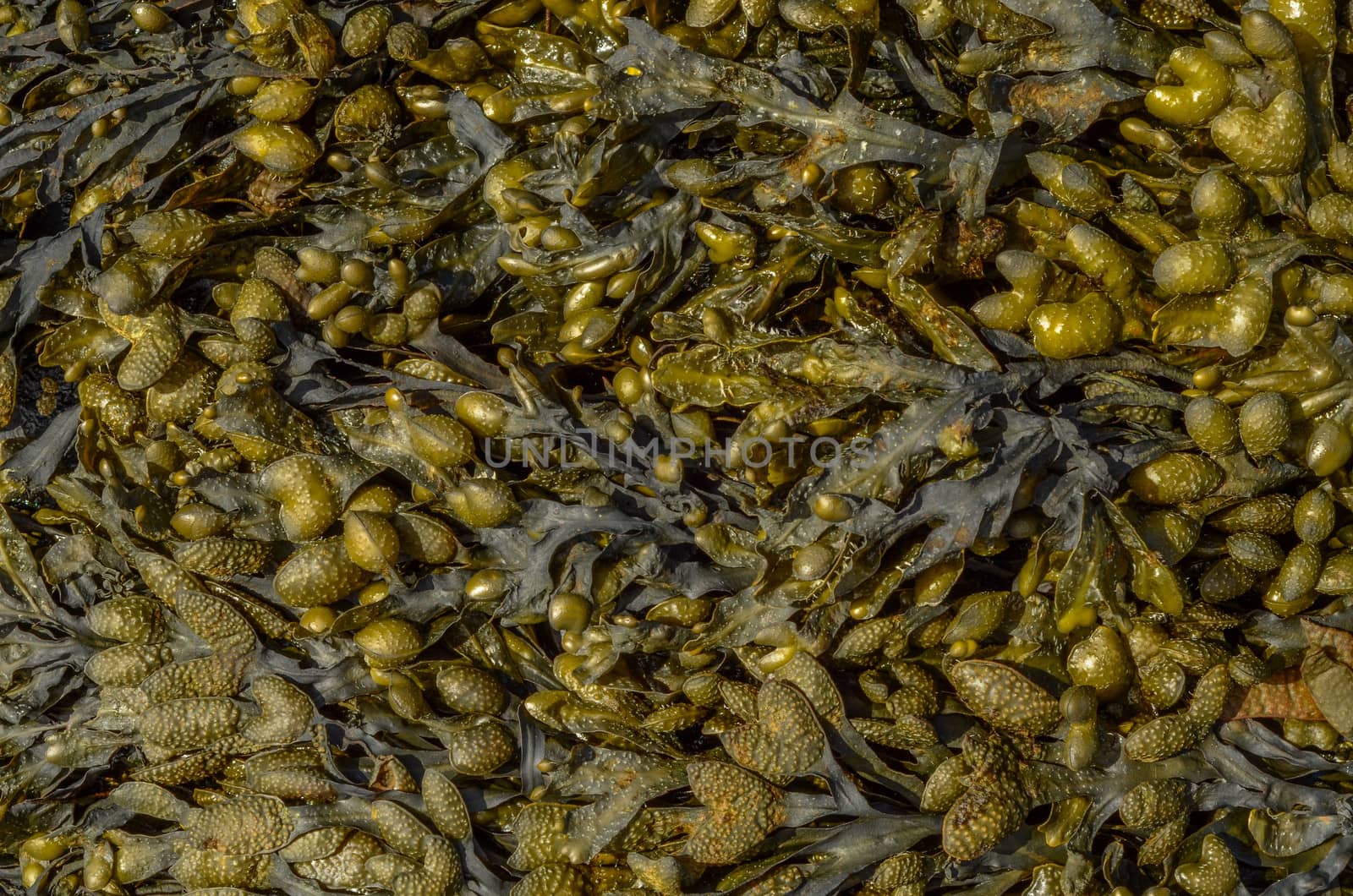 Abstract Background Of Seaweed On A Beach