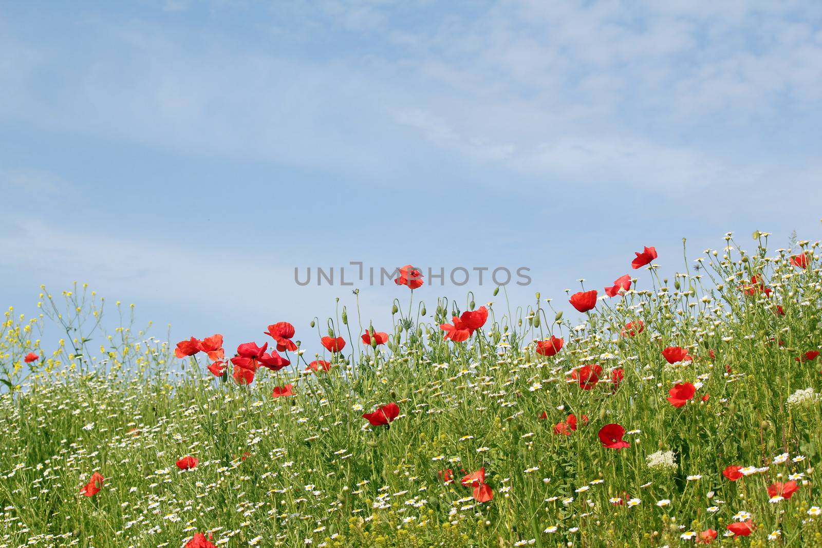 meadow with flowers and blue sky landscape by goce