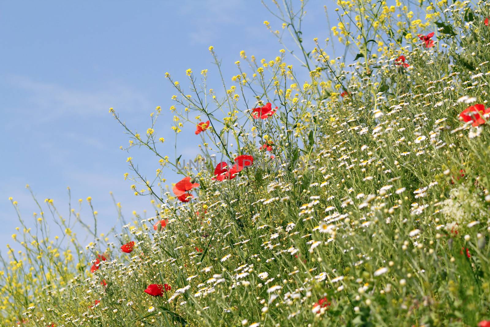 meadow with flowers and blue sky