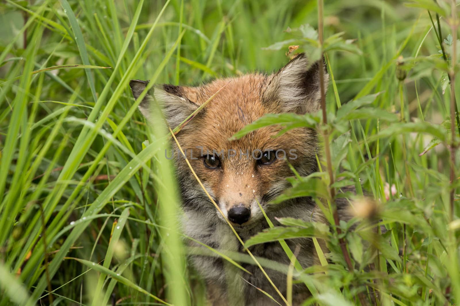Little fox hidden in the tall grass