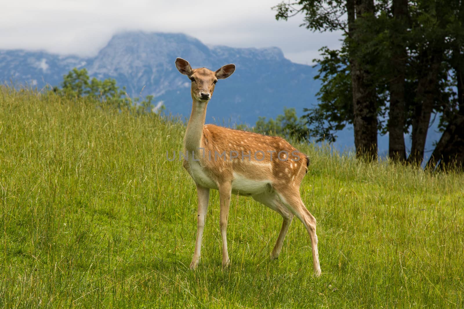 Young fallow-deer in the high mountains