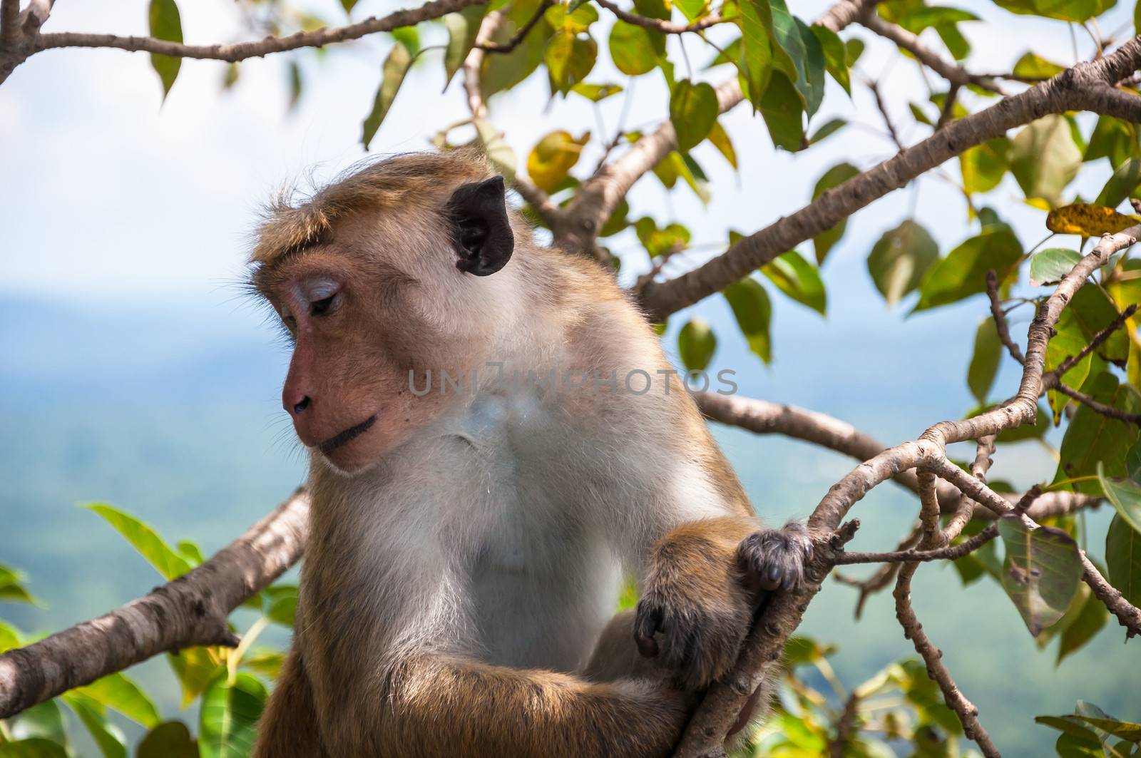 Shy macaque posing for photo, Sigiriya, Sri Lanka