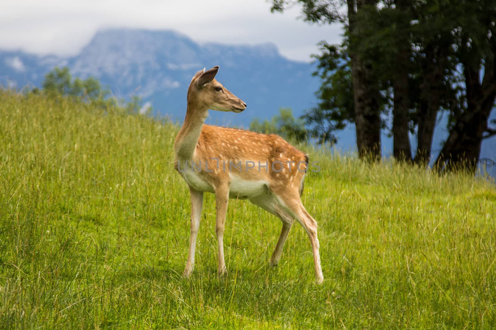Young fallow-deer in the high mountains