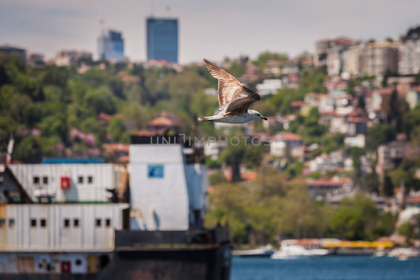 Gull Flying above the Boshporus Strait in Istanbul