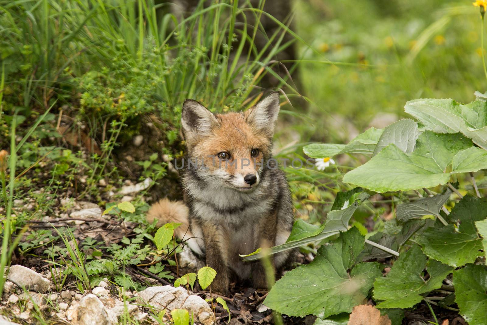 Little fox hidden in the tall grass