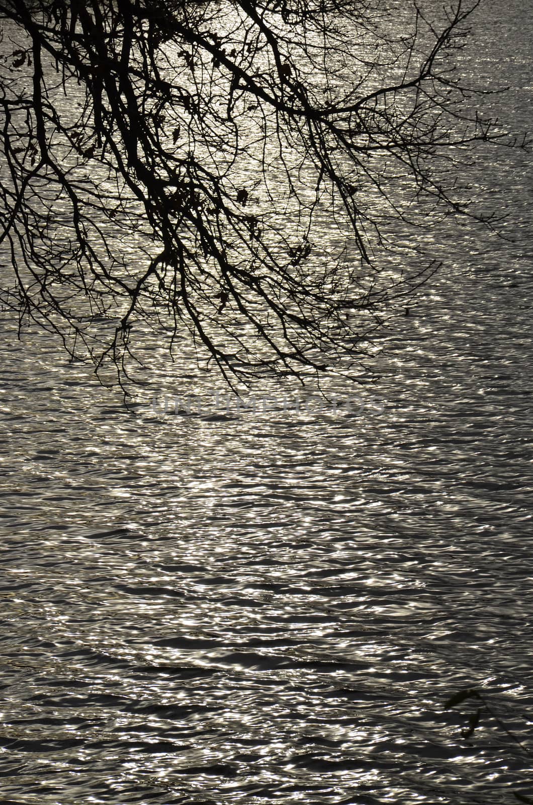 The reflection of the light of the setting sun on the water and hanging tree branches