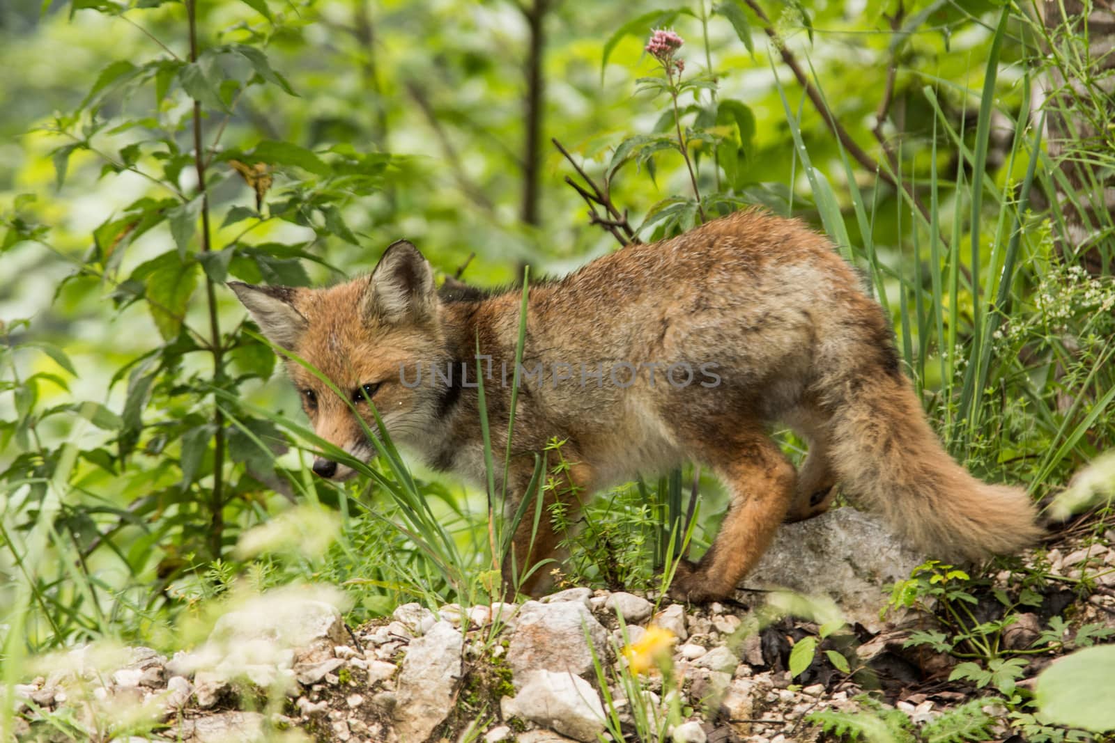 Little fox hidden in the tall grass