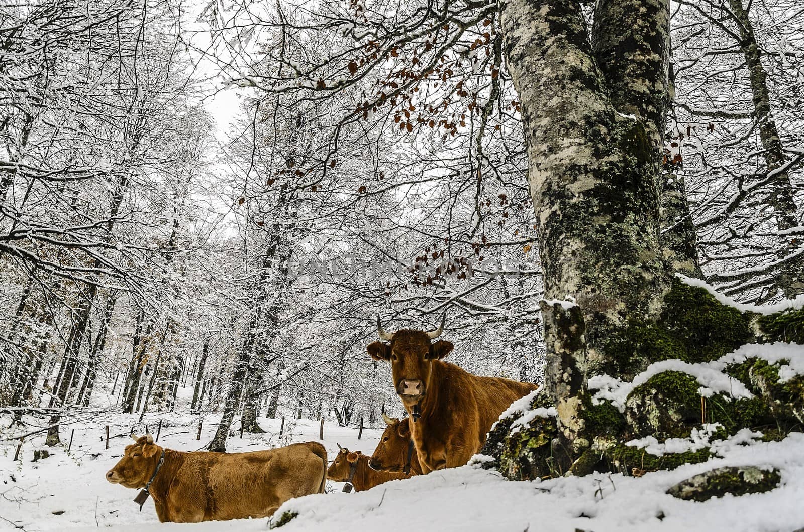 Cows inside the snowy forest.