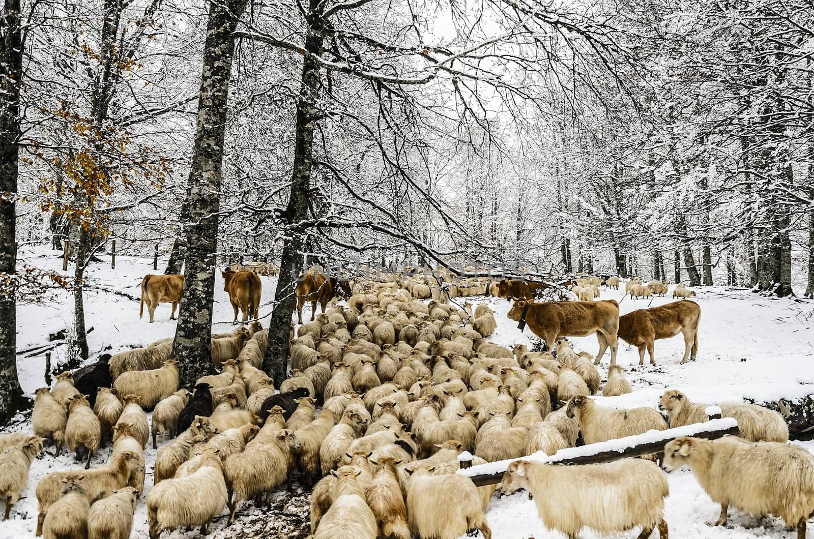 Strange herd in to the forest of Navarra with sheep and cows.