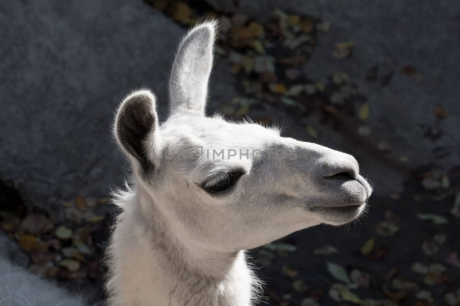 Funny close-up portrait of llama in zoo