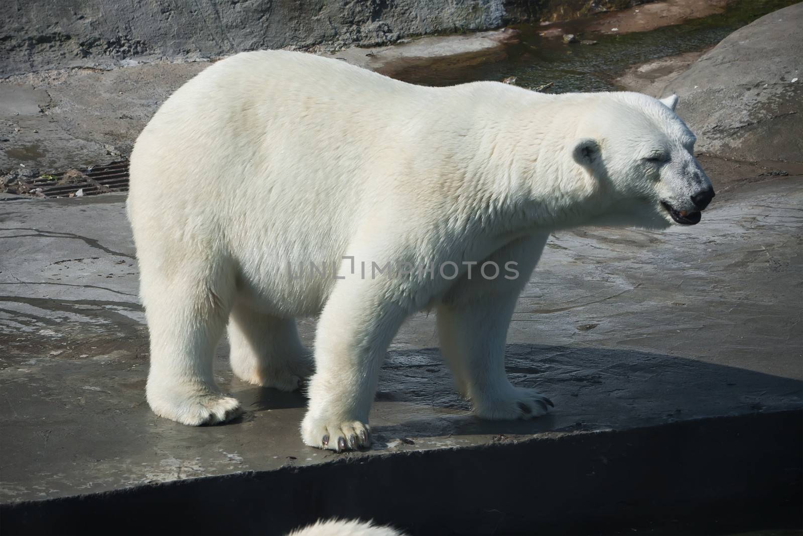 Nice photo of cute white polar bear